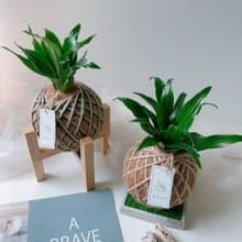 小苔球 阿波羅 室內植栽 淨化空氣