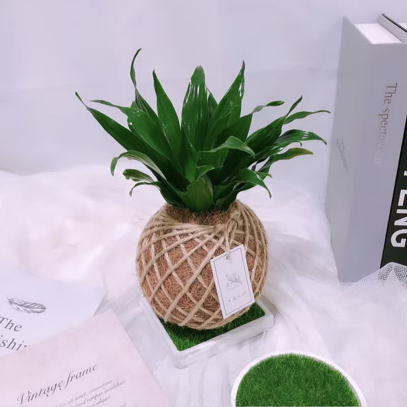小苔球 阿波羅 室內植栽 淨化空氣