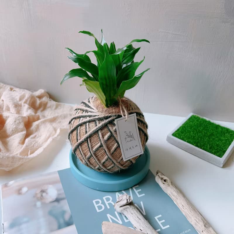 小苔球 阿波羅 室內植栽 淨化空氣