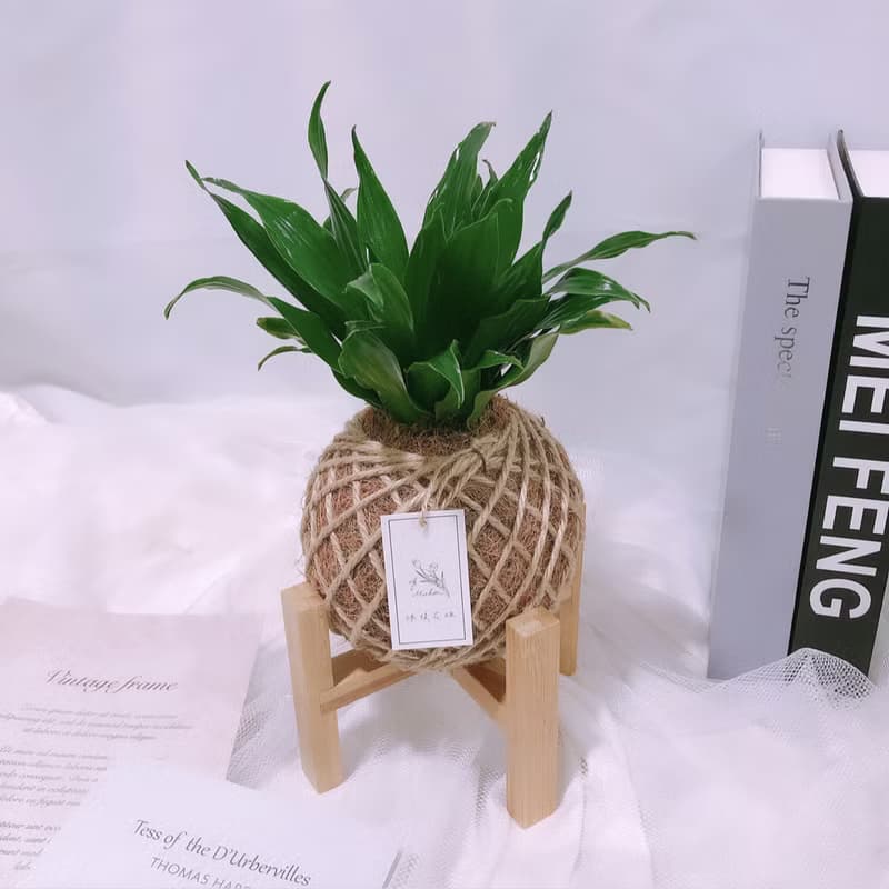 小苔球 阿波羅 室內植栽 淨化空氣