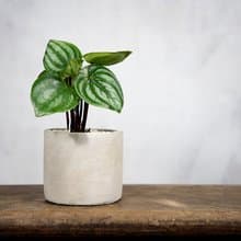 【室內盆栽】西瓜皮椒草盆栽 小型盆栽 室內觀賞植物 綠化盆栽植