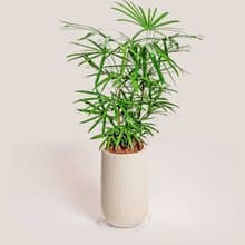 高大棕櫚竹水泥盆栽 落地盆栽 大盆栽 條紋白高盆 開幕送禮