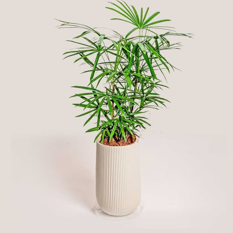 高大棕櫚竹水泥盆栽 落地盆栽 大盆栽 條紋白高盆 開幕送禮