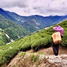 甘露－台灣梨山高山春茶1斤(精美提袋環保提袋)