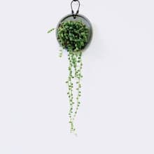 大弦月城│水泥上板植栽│陽台植物│喜光植物│觀葉植物│多肉