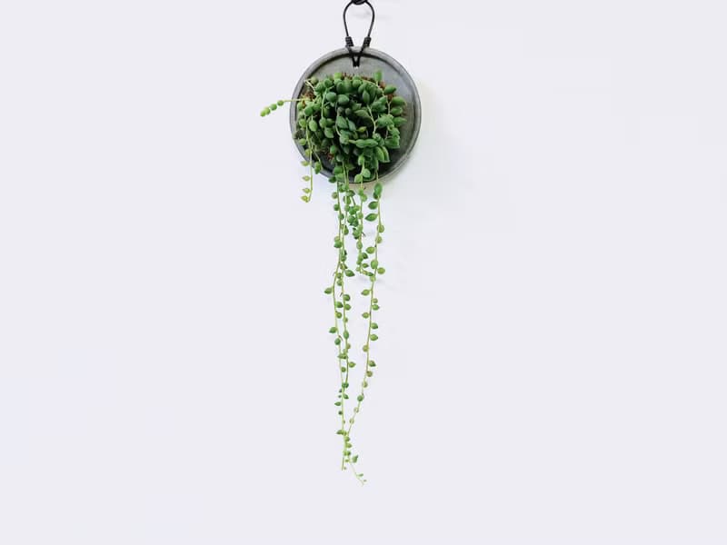 大弦月城│水泥上板植栽│陽台植物│喜光植物│觀葉植物│多肉