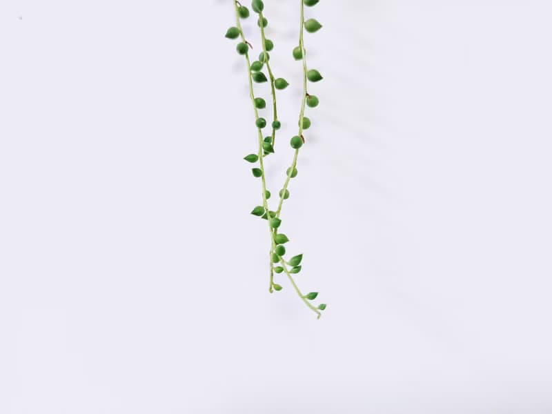 大弦月城│水泥上板植栽│陽台植物│喜光植物│觀葉植物│多肉