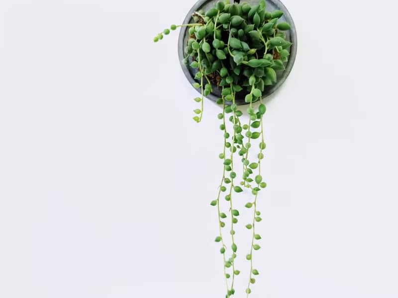 大弦月城│水泥上板植栽│陽台植物│喜光植物│觀葉植物│多肉