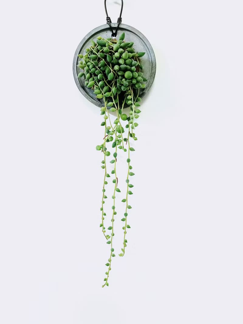 大弦月城│水泥上板植栽│陽台植物│喜光植物│觀葉植物│多肉