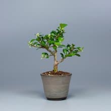 【花果植物】送禮推薦 迷你盆栽 辦公室植栽