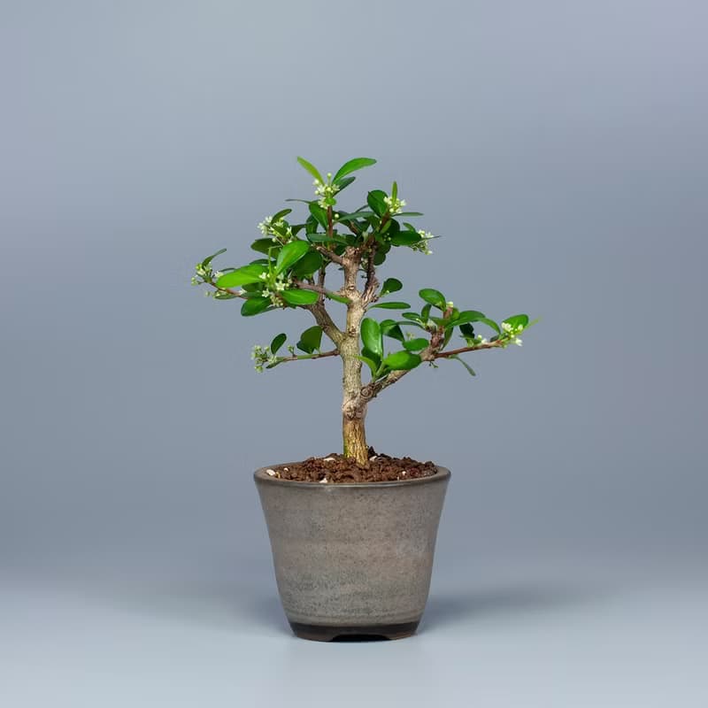 【花果植物】送禮推薦 迷你盆栽 辦公室植栽