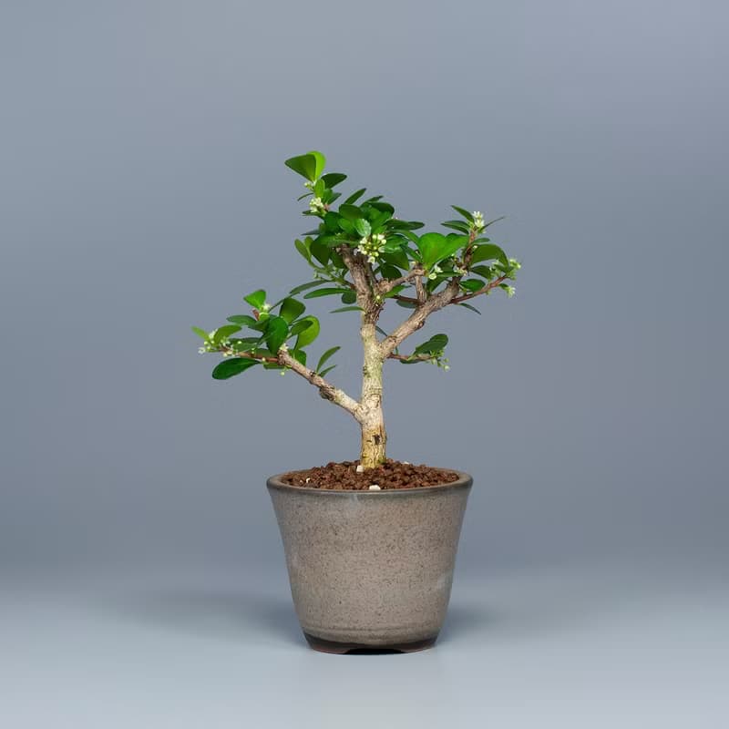 【花果植物】送禮推薦 迷你盆栽 辦公室植栽