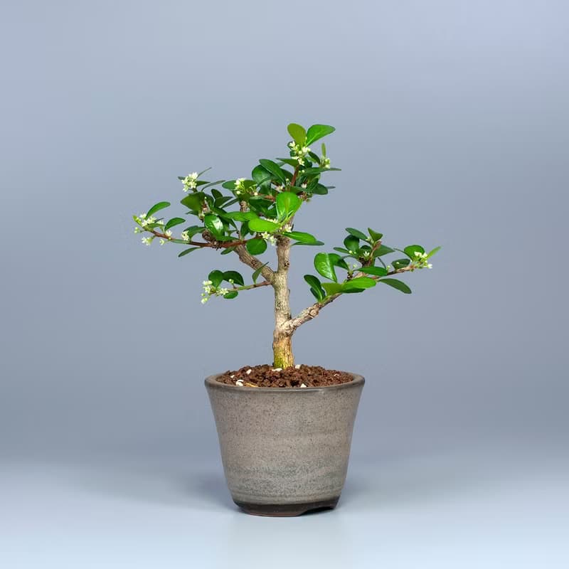 【花果植物】送禮推薦 迷你盆栽 辦公室植栽