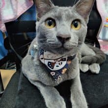 Ani Maneki Neko Collar for the cat