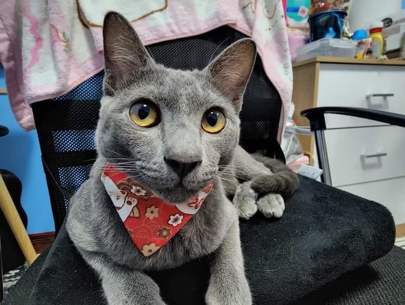 Ani Maneki Neko Collar for the cat