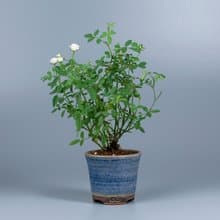 【日本植物】療癒植物 辦公室植栽 日本姫薔薇 迷你玫瑰