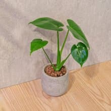龜背芋 桌上型水泥盆栽 觀葉植物 禮物 盆栽 交換禮物 植物