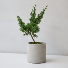 真柏 | 日曬系綠植生活 低調但超有個性