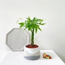 馬拉巴栗•清晨雲霧圓胖水泥盆栽 室內盆栽 室內植物