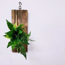組合綠植板植│室內植物│窗邊植物│觀葉植物