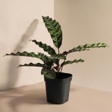 Insignis 貓眼_室內植栽
