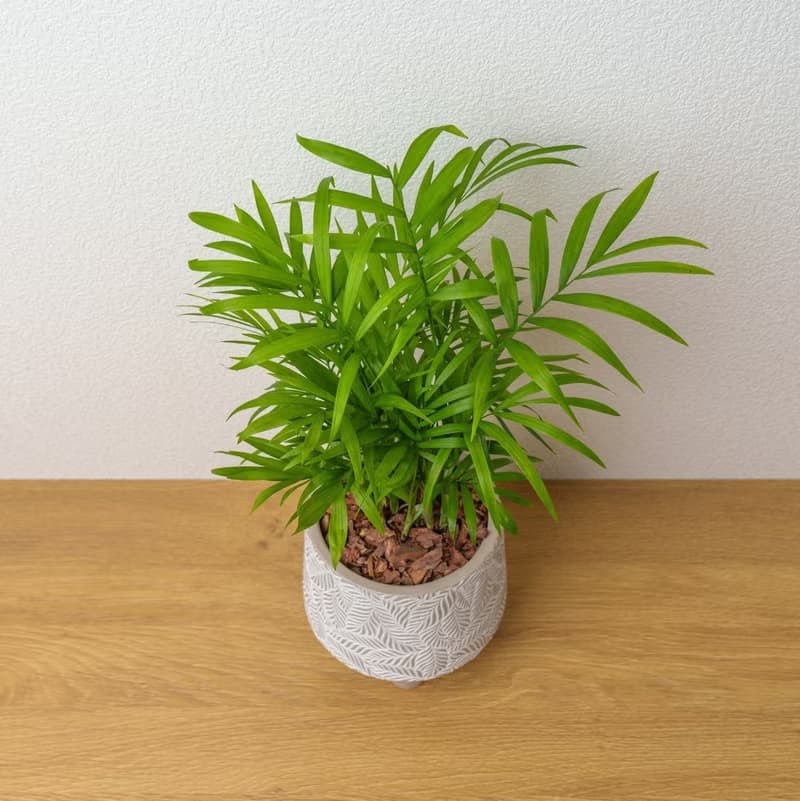 袖珍椰子 小樹葉紋 水泥盆栽 開幕送禮 喬遷禮物 植栽 盆栽