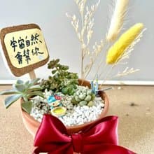 日式枯山水 多肉植物 多肉盆栽 微景觀 Kitty 凱蒂貓 三麗鷗 送禮