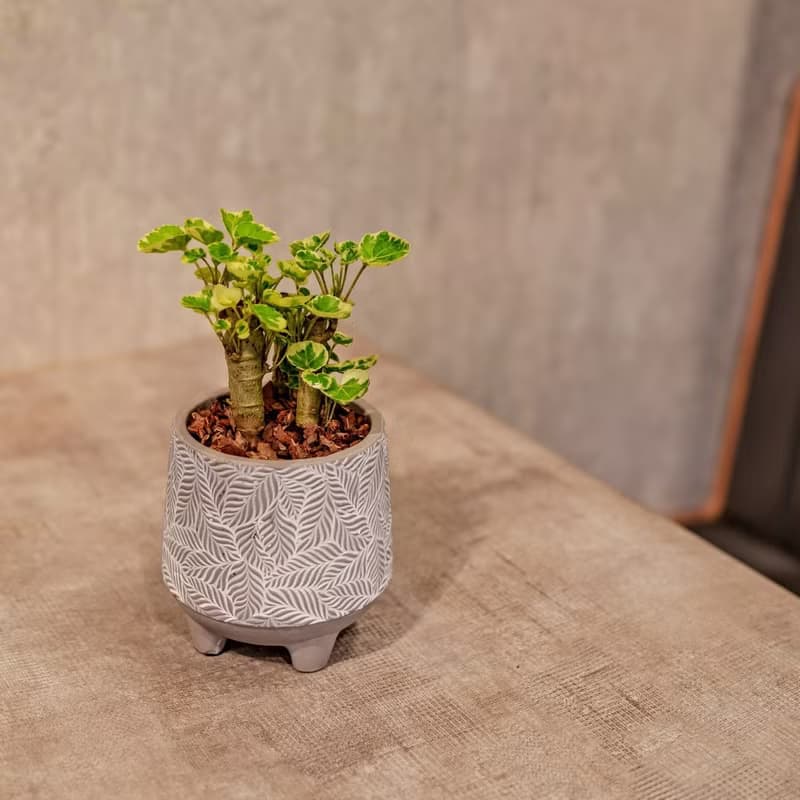 福祿桐 小樹葉紋 水泥盆栽 桌上盆栽 開幕送禮 喬遷禮物