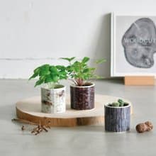 【新款上市】Wood & Green 木紋陶瓷栽培組系列