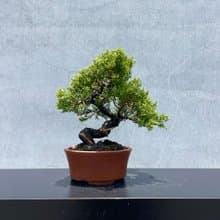 小品盆栽-日本系魚川真柏 盆景 送禮