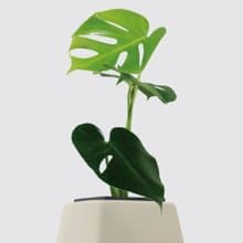 │ 方盆系列 │ 電信蘭 - 龜背芋 裂葉 水耕盆栽 觀葉植物