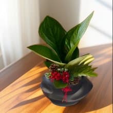 【老闆私推稀有盆】龍華高 富貴花燭 開幕新居喬遷送禮自用客廳
