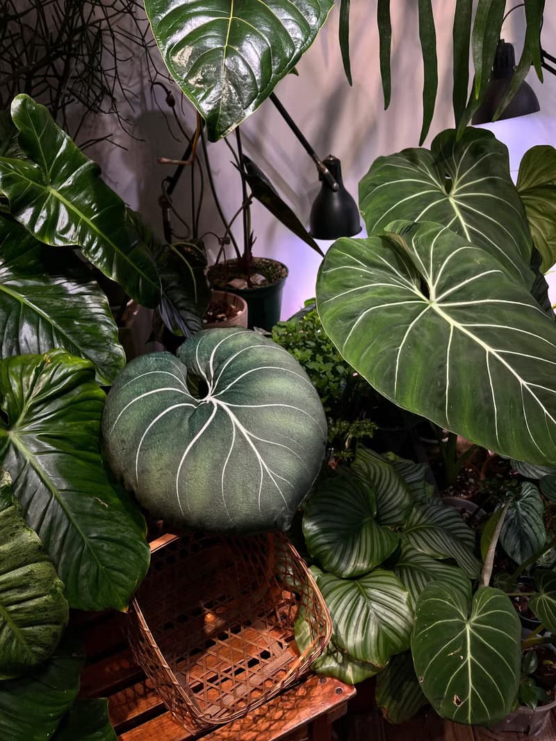 錦緞好抱枕 植物抱枕 靠墊 觀葉 沙發好朋友 家飾 植人禮物