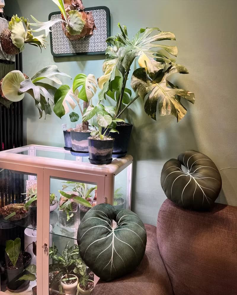 錦緞好抱枕 植物抱枕 靠墊 觀葉 沙發好朋友 家飾 植人禮物