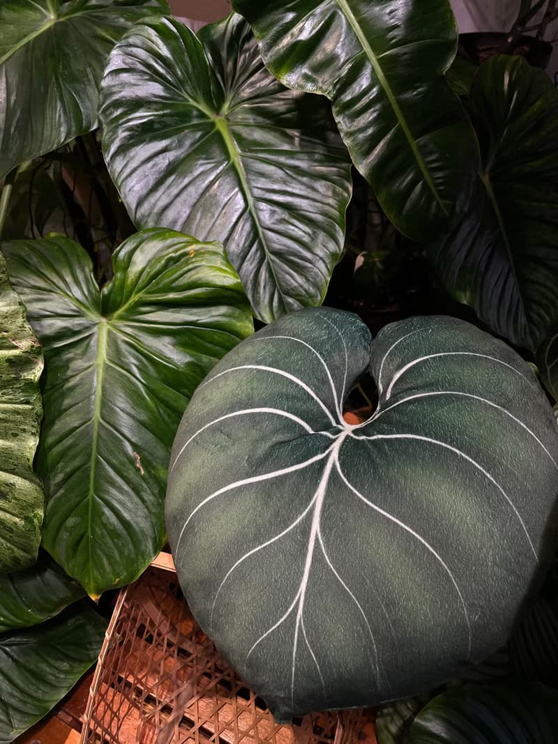 錦緞好抱枕 植物抱枕 靠墊 觀葉 沙發好朋友 家飾 植人禮物