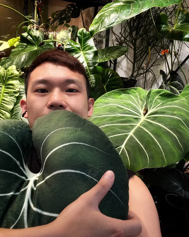 錦緞好抱枕 植物抱枕 靠墊 觀葉 沙發好朋友 家飾 植人禮物