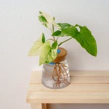 大理石合果芋 三角水耕盆栽 室內植物 觀葉植物 禮物 水培
