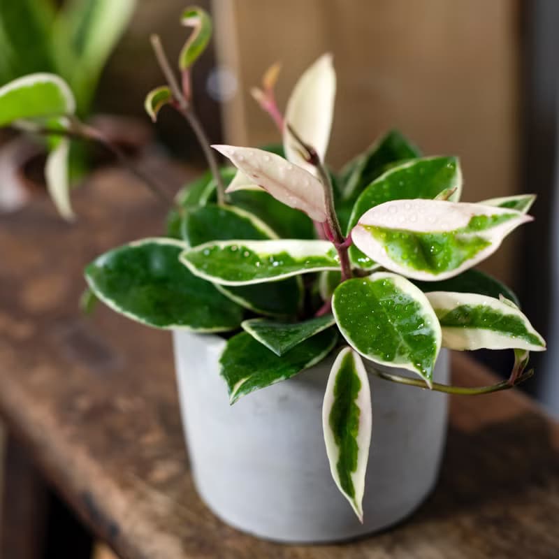 【室內盆栽】斑葉毬蘭盆栽 觀葉植物 綠化 開幕送禮 植栽 盆栽
