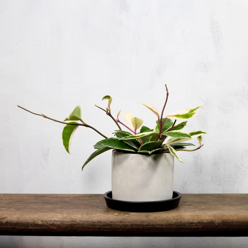 【室內盆栽】斑葉毬蘭盆栽 觀葉植物 綠化 開幕送禮 植栽 盆栽