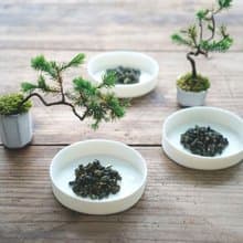 【冷山沁香・極品高山烏龍體驗組】梨山 / 杉林溪 / 阿里山