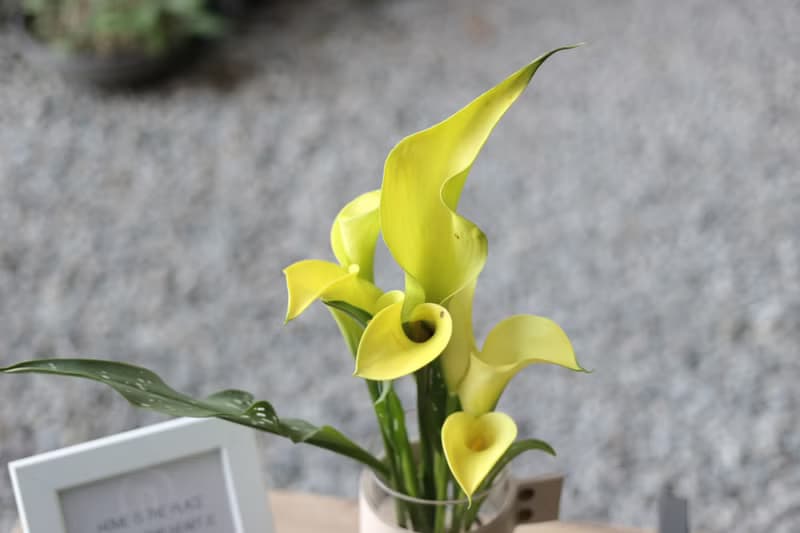 水培植栽│冬季限定  彩色海芋_室內植物 辦公室盆栽 送禮