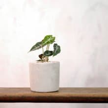 【室內盆栽】小仙女觀音蓮盆栽 小型盆栽 觀葉植物 綠化 盆栽