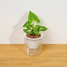 蠟染合果芋 免澆水盆栽 室內植物 觀葉植物 禮物 盆栽 辦公室小物