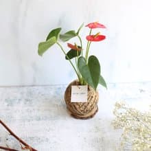 PD17火鶴小苔球 / 懶人植物 新年賀禮