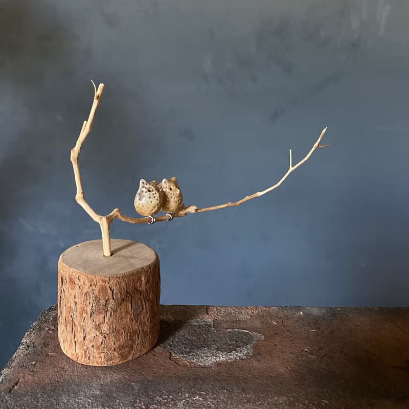 枝頭戀人 小耳朵貓頭鷹