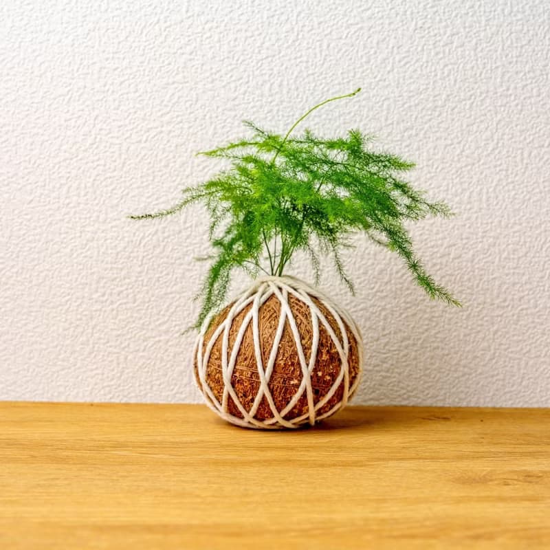 苔球植物 文竹苔球 苔玉 禮物 送禮 桌上盆栽