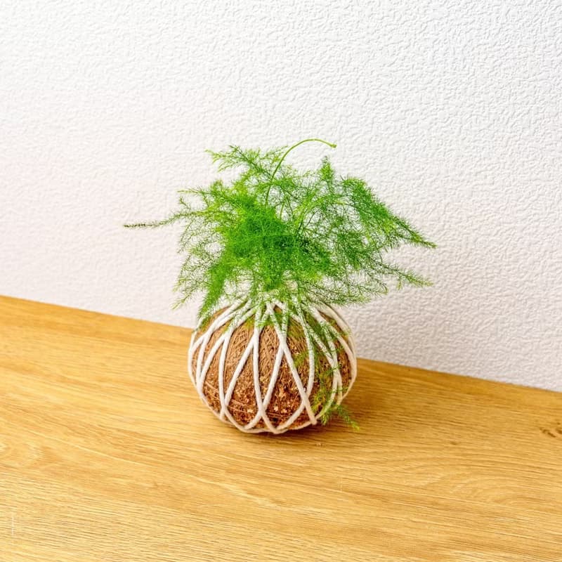 苔球植物 文竹苔球 苔玉 禮物 送禮 桌上盆栽