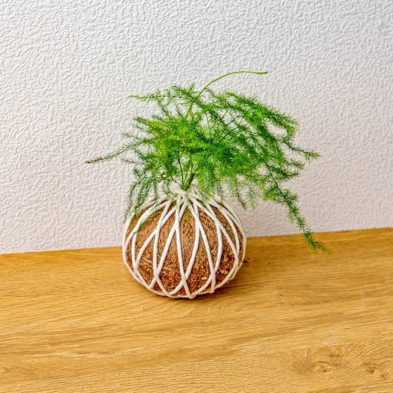 苔球植物 文竹苔球 苔玉 禮物 送禮 桌上盆栽