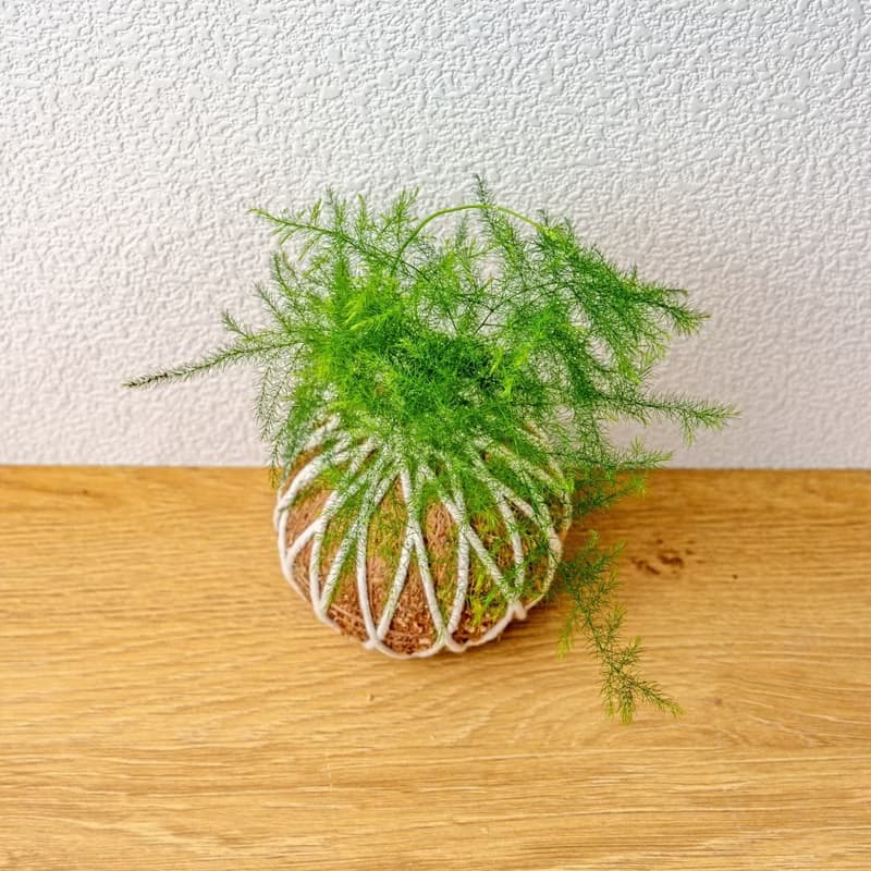 苔球植物 文竹苔球 苔玉 禮物 送禮 桌上盆栽