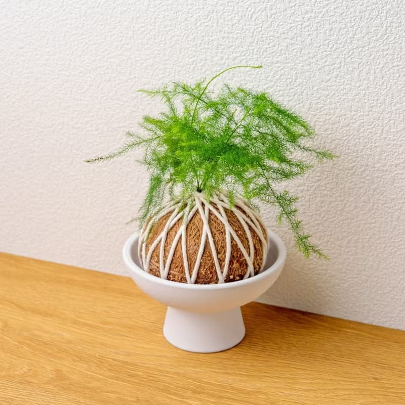 苔球植物 文竹苔球 苔玉 禮物 送禮 桌上盆栽